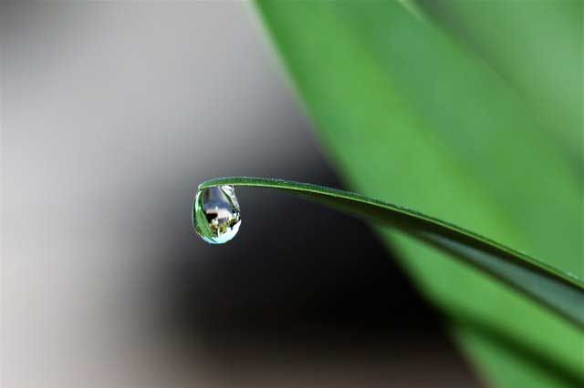 Esempio Macro Lenti per Smartphone